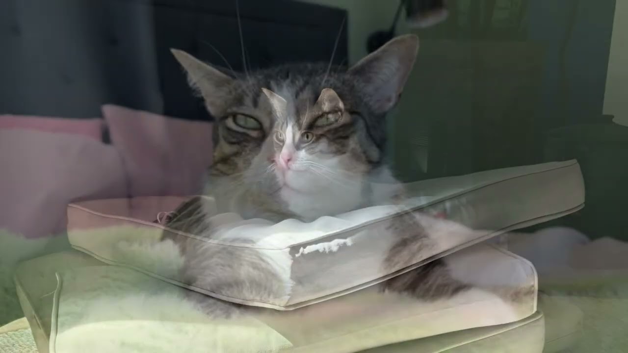Jax, a Adoptable Domestic Short Hair in Stamford, CT video 6/6