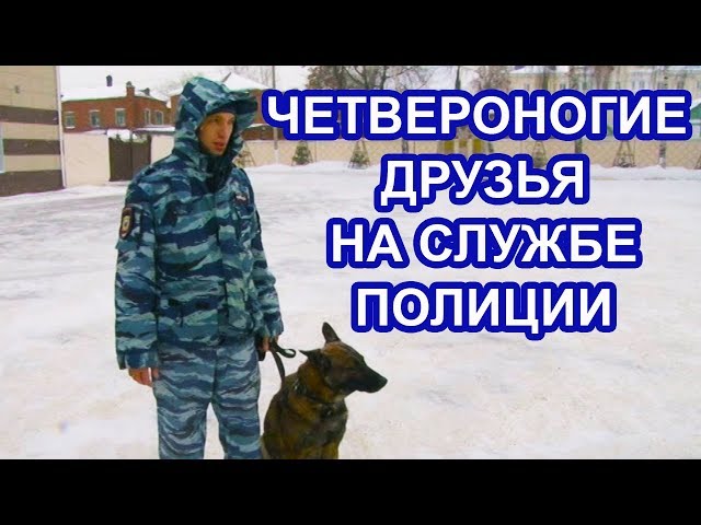 Четвероногие друзья служат в полиции Чистополя