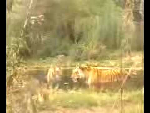 Tiger sneak attack on another tiger