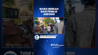 Senangnya Pemilik Andong di Solo Ketiban Berkah Pernikahan Kaesang Pangarep dan Erina Gudono