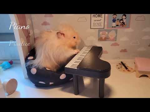 Hamster Piano Practice (a short)