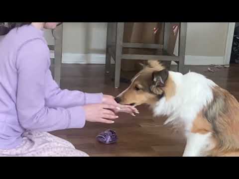 Individual 2nd Place: Dog Agility Video Screenshot
