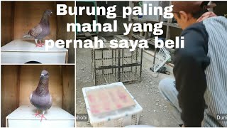 Download lagu Unboxing Indukan Merpati Baru dari Bandung, Nambah Darahan Luar Bos mp3