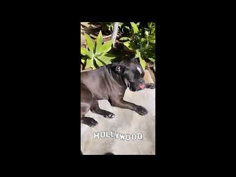 18 02 2021 - Bill Kaulitz Instagram Stories II - IV