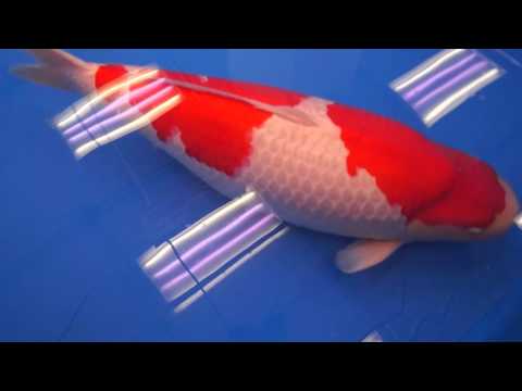 Jumbo Champion 2016 All Japan Koi  Show