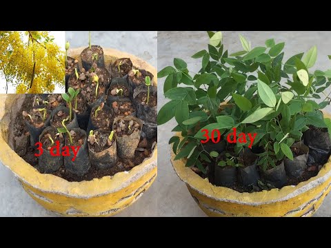 Cách trồng nhân giống cây hoàng hậu từ hạt(cây osaka)