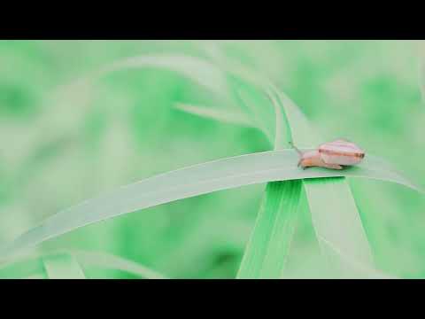 Aldeia Novo Natal (Feijó, Acre, Brasil) Huni Kuin