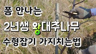 왕대추 나무 수형잡기 가지치는법,전지
