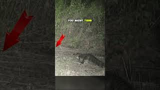 This Is How Alligators Hunt at Night