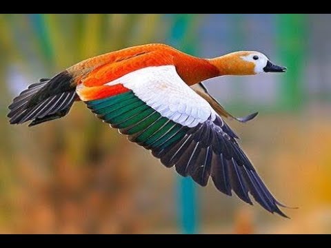 GEESE & DUCKS -THE MOST BEAUTIFUL AND PRETTIEST  IN THE WORLD