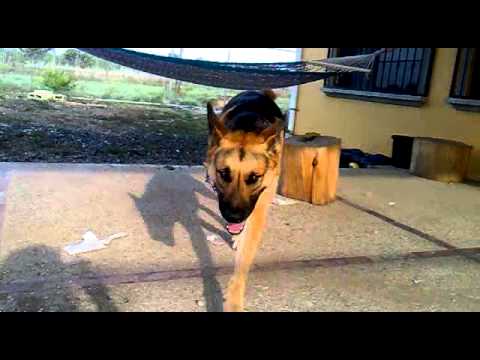 Satchita en el segúndo intento de muestra de entrenamiento de mi Dark jajaja