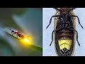 How And Why Do Fireflies Glow?