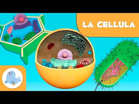 La cellula per bambini - Tipi, struttura, funzioni e parti - Scienza per bambini