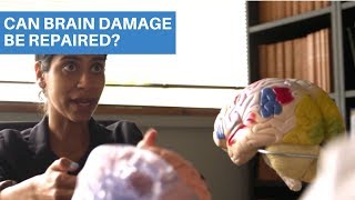 Can Brain Damage Be Repaired?