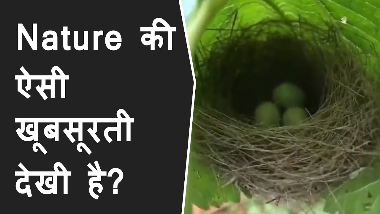 VIRAL Video: A bird builds its nest inside rare large leaf | Beautiful Nature | Netizens are in aww