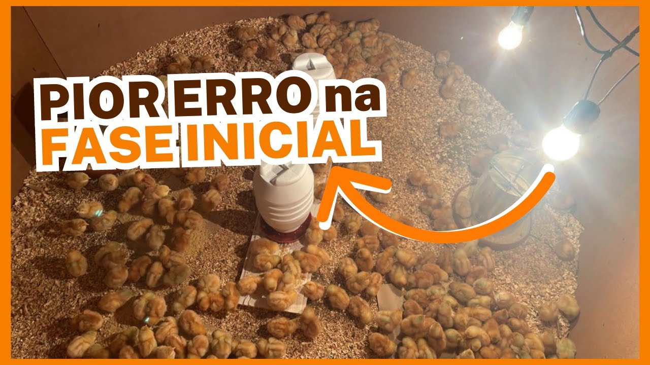 PIOR ERRO na FASE INICIAL da CRIAÇÃO das GALINHAS POEDEIRAS