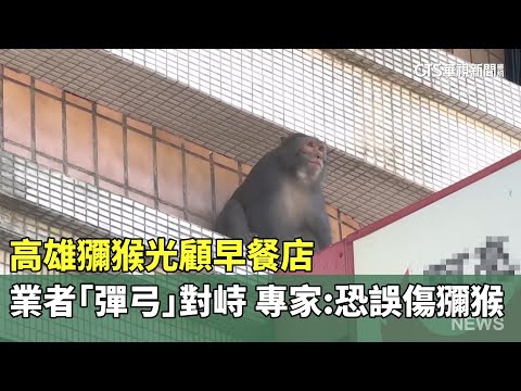 高雄獼猴光顧早餐店　業者「彈弓」對峙　專家：恐誤傷獼猴