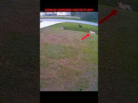 german shepherd vs doberman #trending #animals #wildlife #dog#germanshepherd#doberman#shorts#youtube