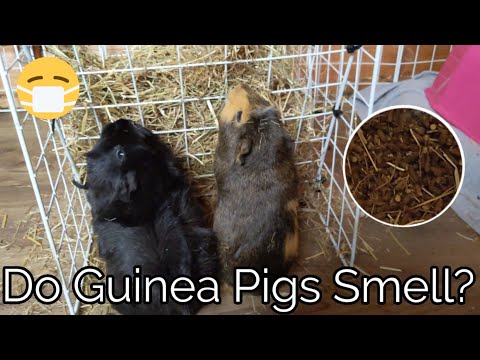 YouTube video about: How to get rid of guinea pig smell?