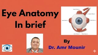 Eye Anatomy in brief .. by Dr. Amr Mounir 