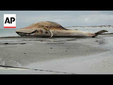 Dead humpback whale dragged onto a beach in Denmark