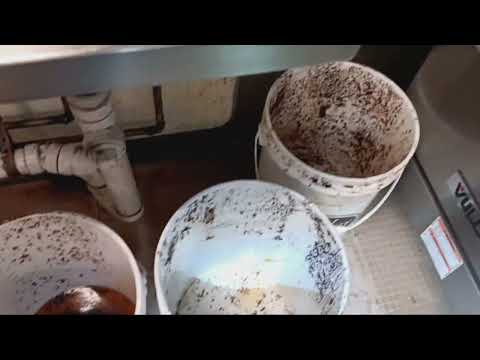 Cockroaches & Drain Flies Take Over This Restaurant in Flagtown, NJ