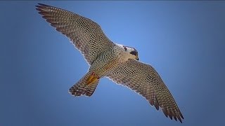 Endangered falcon shot in West Allis