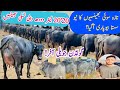 Rana Buffalo Dairy Farm Pakistan Highest Milking Nali Ravi Buffaloes Taza Sui Buffalo