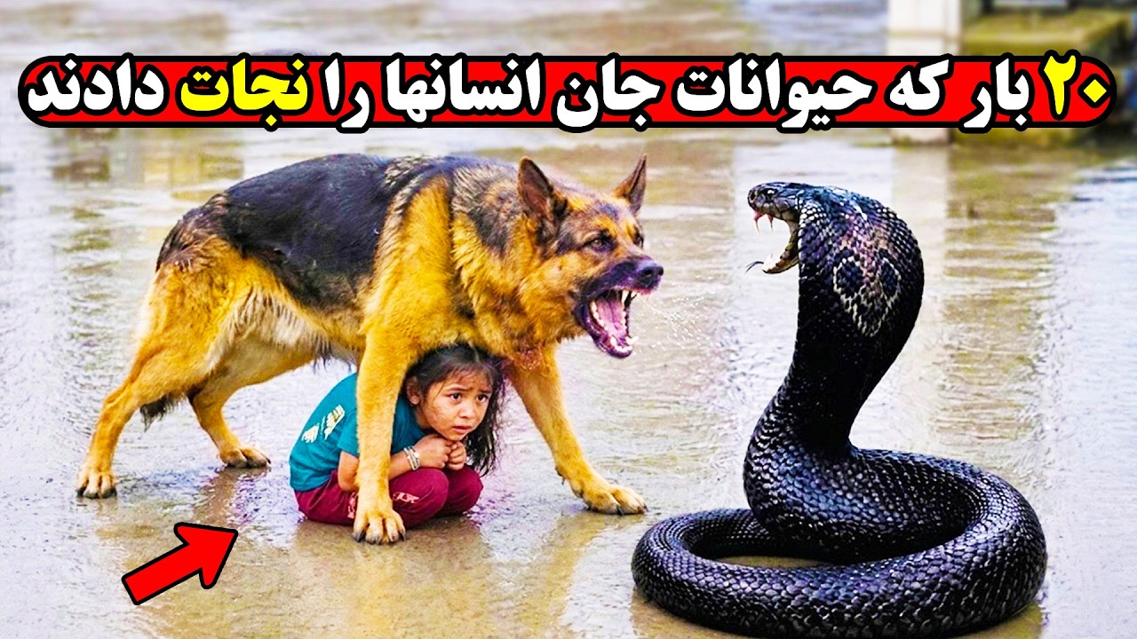 لحظات دیده نشده و تکرارنشدنی از حیواناتی که جانشان را فدای انسان کردند
