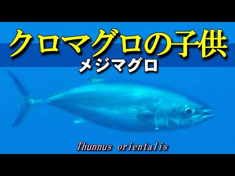 クロマグロ（メジマグロ）
