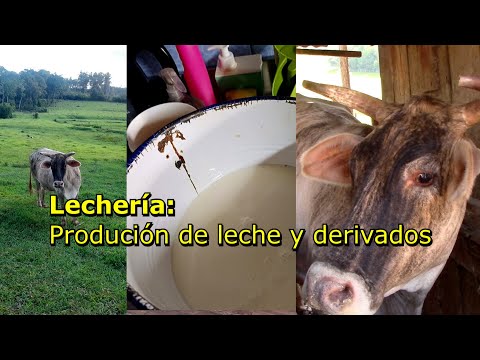 Lechería: producción de leche y derivados