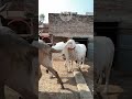 Nazim Bhai Jaipur