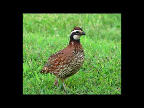 , title : 'Quail Facts  Interesting Facts about Quail'