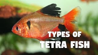Types of Tetra Fish