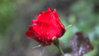 Haley Westenra - The last rose of summer