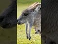 If Animals Had No Neck Animals Shorts