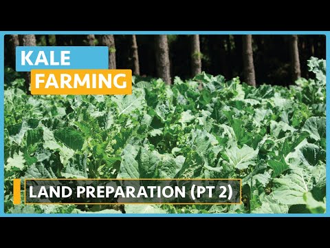 Kale Farming (Lesson 7) - Land Preparation Part 2