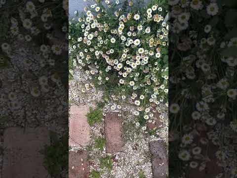 ロッカリー用の花の咲くグランドカバー：高山庭園を作るにはどの種を選ぶべきですか？  庭園