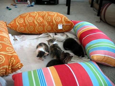 Lily and Preggo playin while the babies explore the living room.