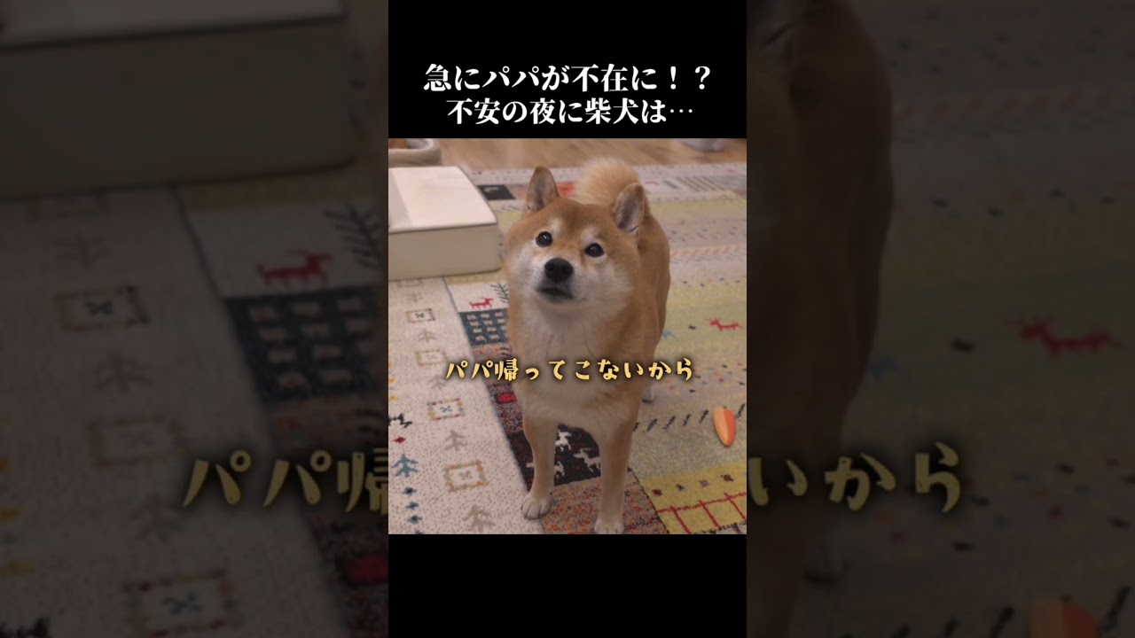 夜中にパパが急に不在に⁉️柴犬は不安ながらも健気に… #shibainu #忠犬 #犬のいる暮らし