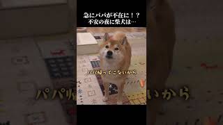 夜中にパパが急に不在に⁉️柴犬は不安ながらも健気に… #shibainu #忠犬 #犬のいる暮らし