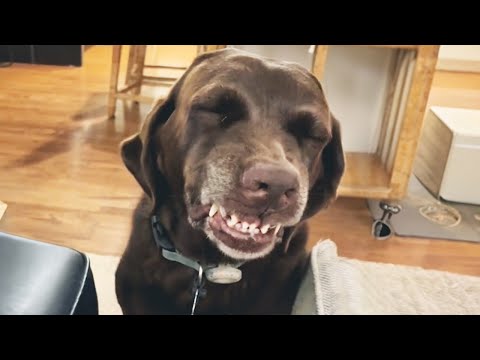 Un chien coupable sait exactement ce qu'il a fait. La réaction la plus drôle d'un chien.