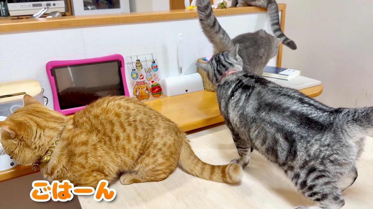 ごはんに夢中なぽちゃくんとお尻に夢中なあいちゃん。