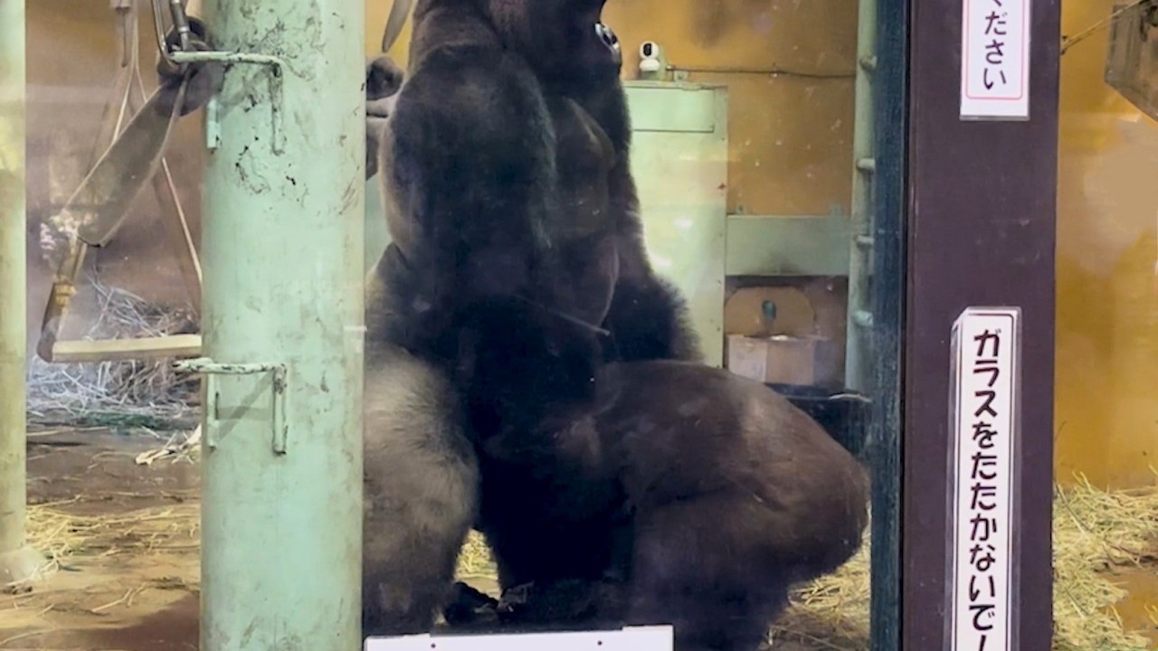 Dad Gorilla's Weird Move! Son Interrupts & Ends the Show 😆‼️