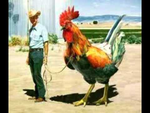 Binder And Krieglstein Chicken