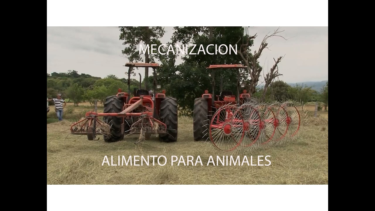 PRODUCCIÓN DE HENO TOLIMA