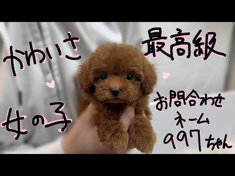 YouTube動画のサムネイル