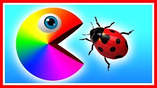 Learn colors with Pacman as he finds a ladybug, beetle, caterpillar and travels down a magic slide.