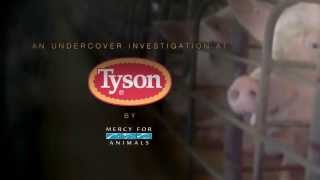 Mercy for Animals: Pig Abuse at Walmart Supplier Tyson