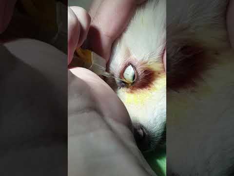 Dog lacrimal ducts cannulation and flush